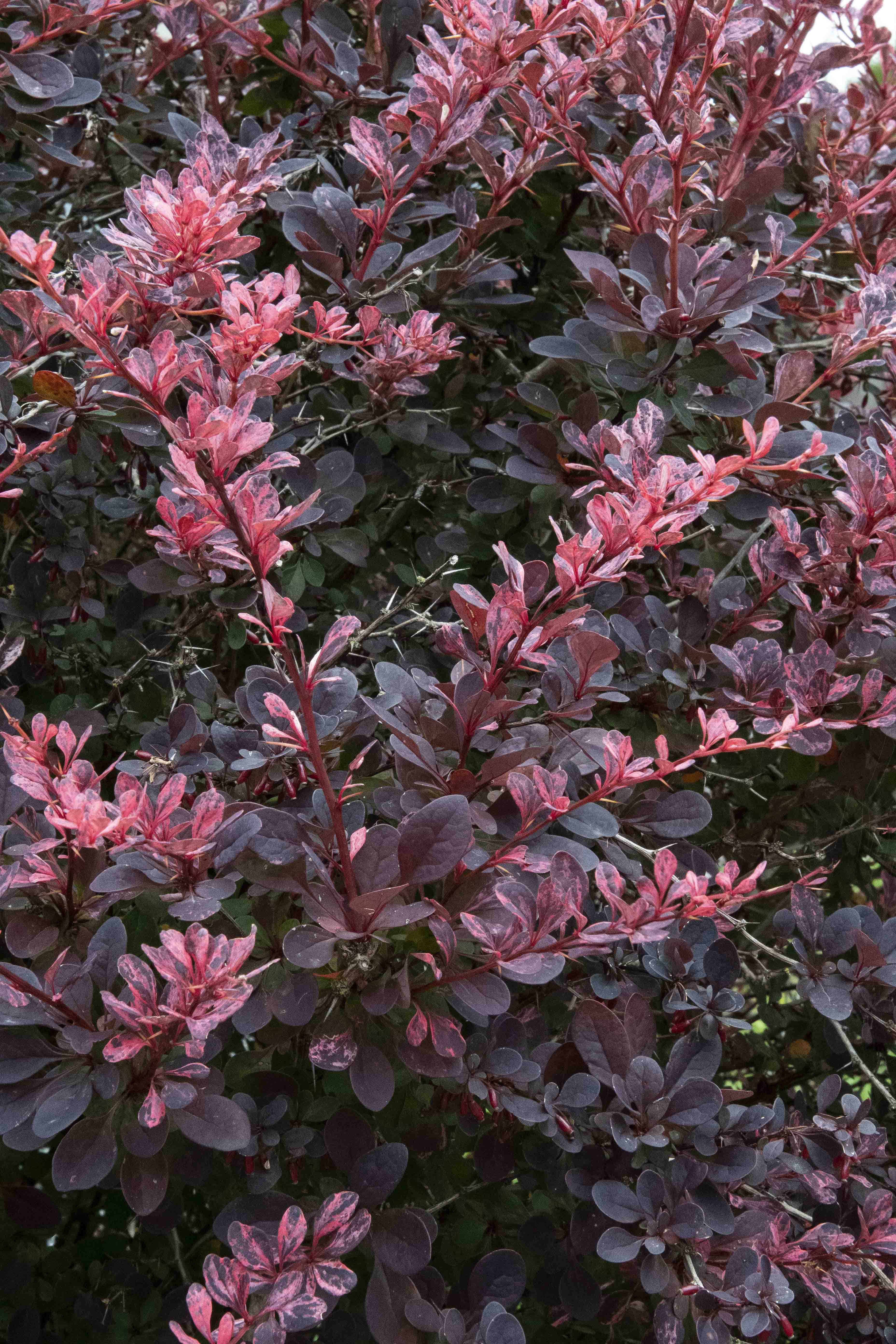 Rose Glow Japanese Barberry